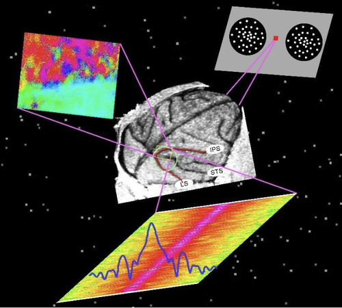 IMMAGINE STILIZZATA DI Neurofisiologia del sistema visivo e muscolare